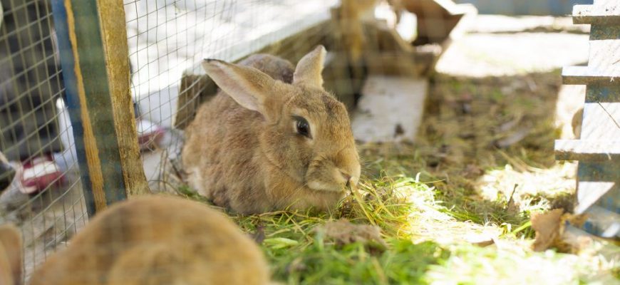 Кролики: особенности выращивания