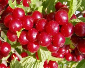 Особенности плодоношения войлочной вишни