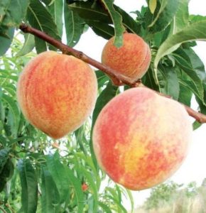 НОВЫЕ РАННИЕ СОРТА ПЕРСИКА (Persica)