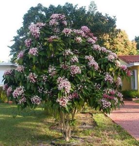 Клеродендрон." width="286