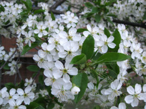 Опылители для перспективных сортов вишни (Cerasus vulgaris Mill.)