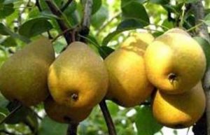Правила лежкости груш