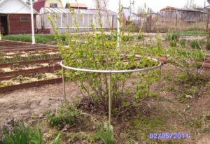 Ободки для кустов своими руками