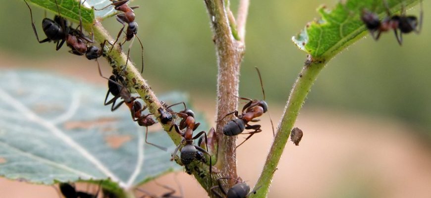Как прогнать муравьев