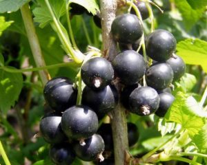 Секрет крупной смородины