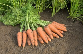 Первый урожай моркови уже в июле!