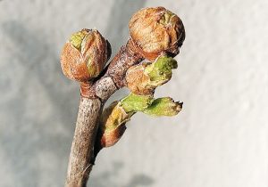 Почковый клещ