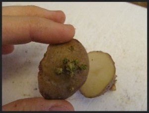 Посадка картофеля половинками
