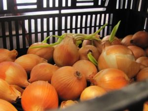 Уборка и хранение репчатого лука