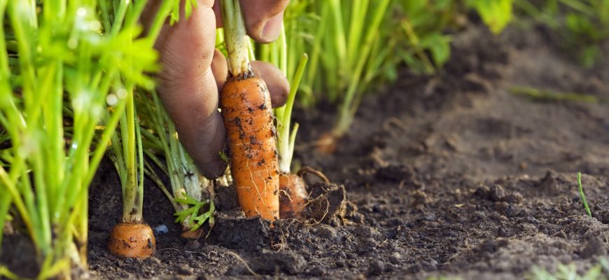 Морковь: летние посевы - слаще