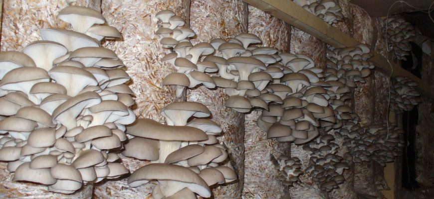 Выращивание грибов вешенки траншейным способом