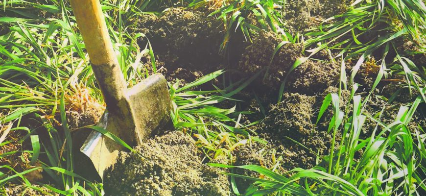 Как улучшить почву под огород