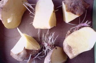 Посадка картофеля половинками