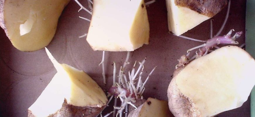 Посадка картофеля половинками