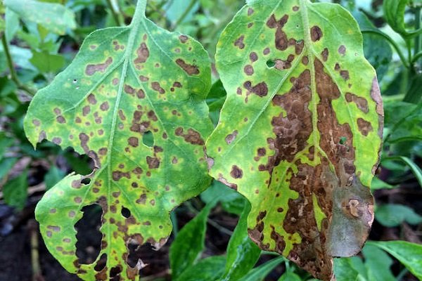 10 причин, почему желтеют баклажаны Как предотвратить обесцвечивание листьев, завязей, плодов?