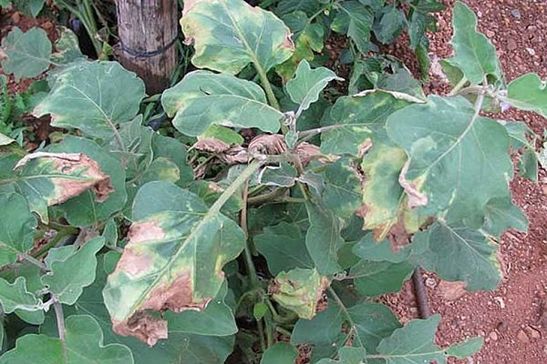 10 причин, почему желтеют баклажаны Как предотвратить обесцвечивание листьев, завязей, плодов?