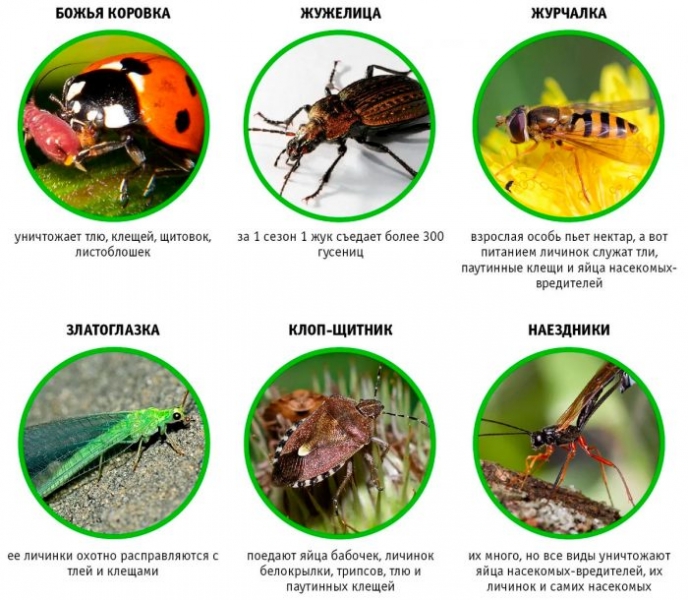 17 полезных насекомых для сада
