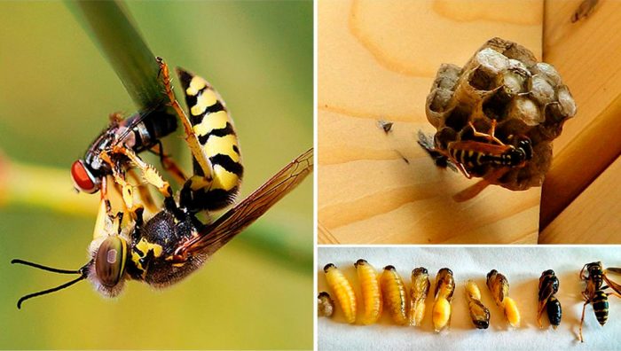 17 полезных насекомых для сада