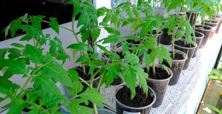 3 эффективных способа удобрения сделают рассаду помидоров богатырской