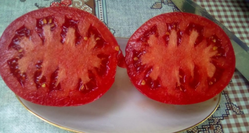 3 сорта томатов устойчивы к фитофторозу и урожайностью до 20 кг