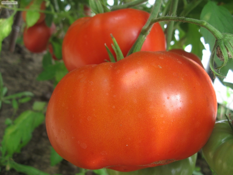3 сорта томатов устойчивы к фитофторозу и урожайностью до 20 кг
