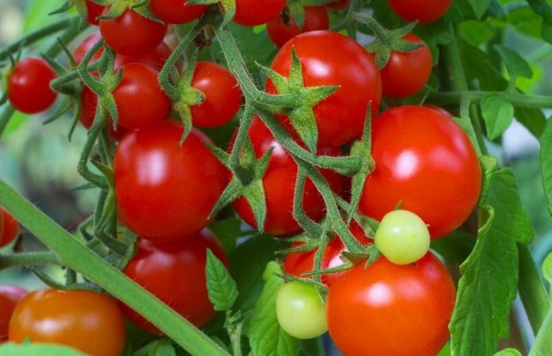 3 вида помидоров с огромными гроздьями, которые вам обязательно понравятся