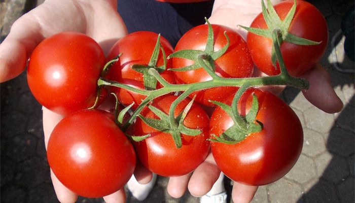 3 сорта томатов с большущими кистями, которыми вы точно полюбите