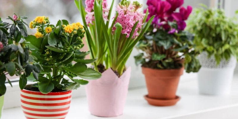 3 важных принципа ухода за зимними растениями