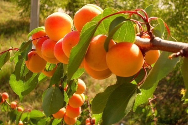 40 лучших сортов абрикоса