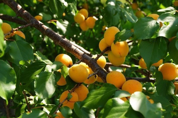40 лучших сортов абрикоса