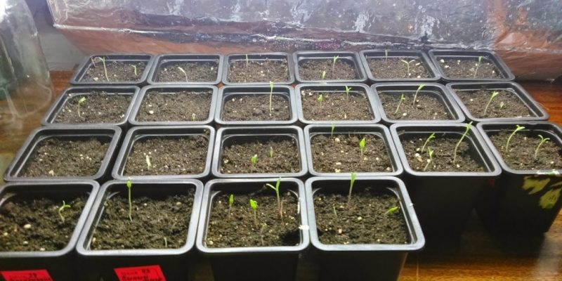 5 ошибок при посадке семян помидоров на рассаду