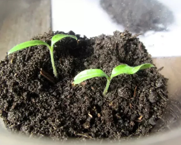 5 ошибок при посадке семян томатов на рассаду