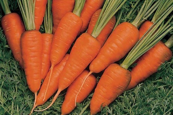 57 популярных сортов моркови