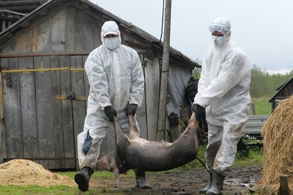 Африканская чума: насколько она опасна для свиней и человека?