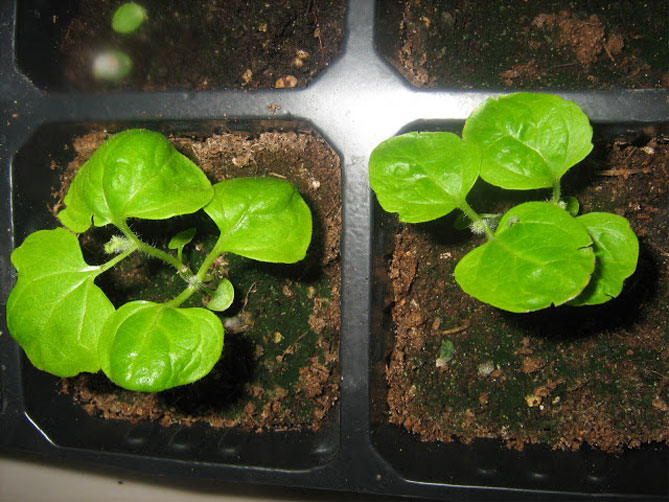 Агератум - рост из семян, посадка и уход, размножение