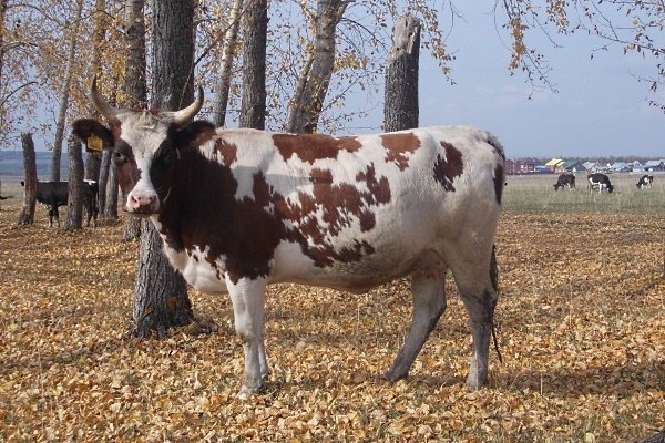 Эйрширская корова: характеристика породы и правила разведения