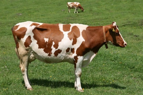 Айрширская корова: характеристика породы и правила содержания
