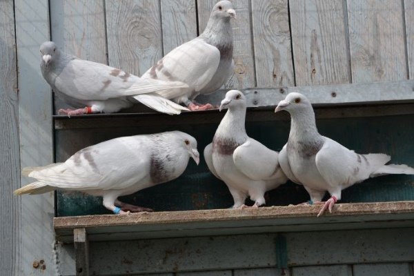 Актуальна ли Pigeon Mail сегодня? Особенности разведения и дрессировки голубей-носителей (спорт