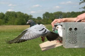 Актуальна ли голубиная почта сегодня? Особенности разведения и тренировок почтовых (спортивных) голубей