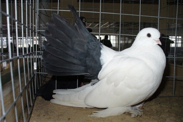Алтайские голуби: их происхождение, описание, уход и содержание