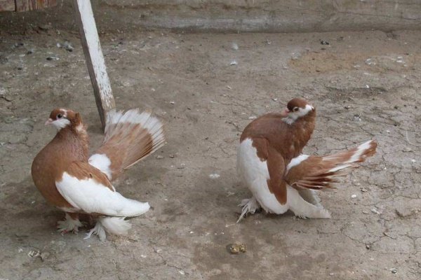 Алтайские голуби: их происхождение, описание, уход и содержание
