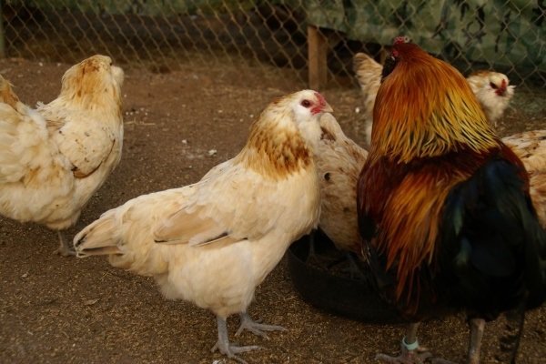 Амераукана - обзор редкой породы кур