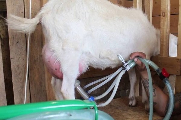 Аппарат для дойки коз: купить или сделать своими руками?