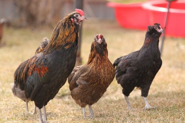 Араукана – редкая порода кур