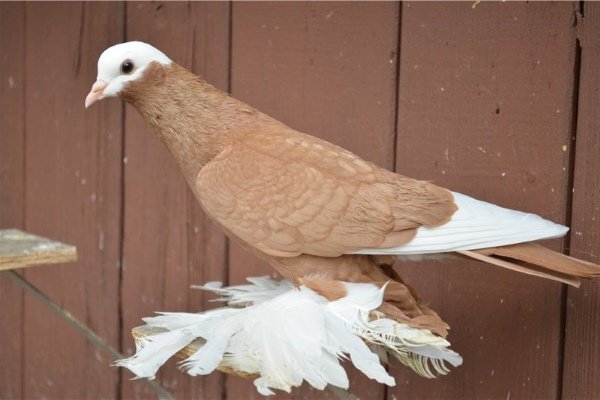 Армавирские голуби: особенности ухода и содержания
