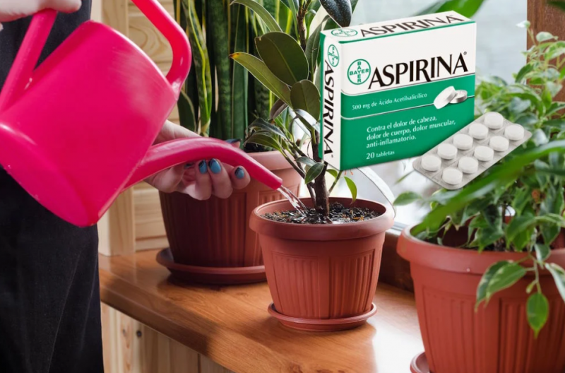 Аспирин - находка для цветов в тяжелые времена. Как это применять