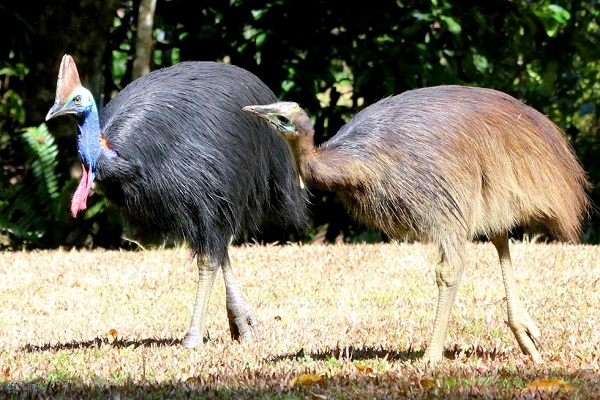 Виды австралийских страусов (казуары) и их образ жизни