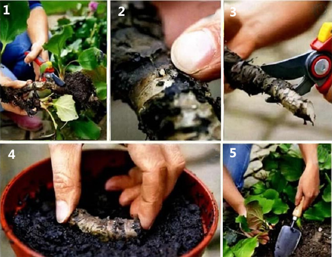Бадан - посадка, выращивание и уход в открытом грунте, сорта, применение