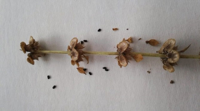 Базилик - выращивается из семян в помещении, характерен для сортов