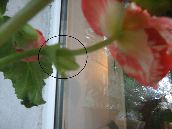 Бегония: уход в домашних условиях, фото растения и особенности размножения тропического цветка